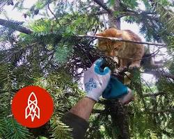 Image of person rescuing a cat from a tree