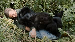 David Attenborough smuggled gorilla film out at gunpoint