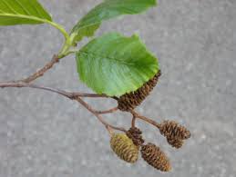 Image result for alder leaves