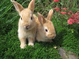 Image result for RABBIT