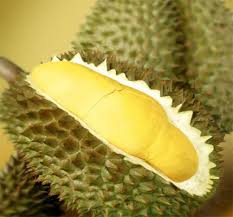 Durian lampung
