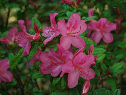 Image result for Azalea azaleas