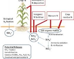 Image of Nutrient Cycling in Agroecosystems