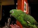 2 parrots singing and talking parrots funny <?=substr(md5('https://encrypted-tbn2.gstatic.com/images?q=tbn:ANd9GcTTiR73fDNPI-PyxJWFEKNRYMwmp3e1vhkHIeOnUIEf6EN8Nbmhd-bveyc'), 0, 7); ?>
