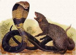 Image result for Mongoose and Cobra image