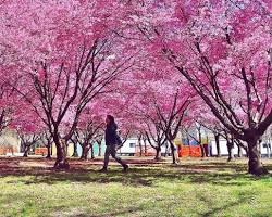 Image of Sakura Matsuri (Cherry Blossom Festival)