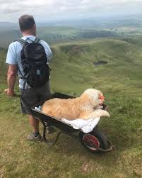 In one of the most touching goodbyes you'll ever see, a man gave his beloved Labradoodle one final adventure before saying goodbye. Carlos Fresco wheeled his 10-year-old dog Monty up Pen y