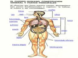 Resultado de imagen para cuerpo humano
