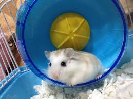 Tips Ternak Hamster Paling Mudah