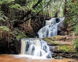 Image of Karura Forest, Kenya