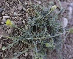 Image result for Nolletia