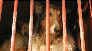 Image result for yulin dog festival