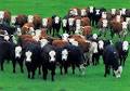A flockherd of cows WordReference Forums