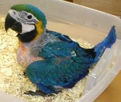 Image result for baby macaw parrot for sale