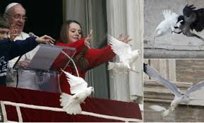 Image result for birds attack doves pope