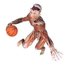 Image result for muscular system