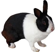 Image result for RABBIT