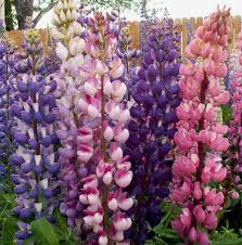 Image result for lupine