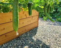 Image of Cucumber plant on trellis