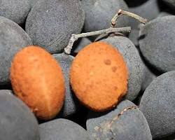 Image of Velvet Tamarind Karnataka