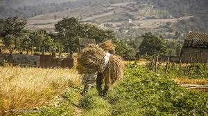 اصلاح نظام خرید گندم در دستور کار است