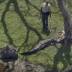 Large Alligator Captured in Southwest Miami-Dade Neighborhood