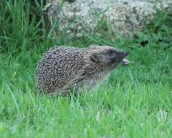 hedgehog sniffing the airの画像