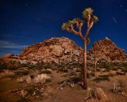 Image of Joshua Tree National Park