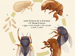 Image result for cicada life cycle