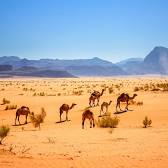 Wadi Rum Protected Area