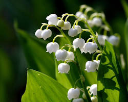 Image de Muguet plant