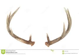 Image result for buck antlers