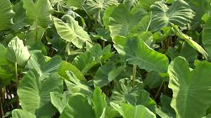 Image result for cocoyam leaves