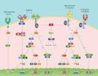 Identification of Apoptotic Cells by Means of Lectin Histochemistry