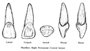 Résultat de recherche d'images pour "shovel shaped incisors"