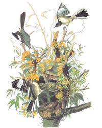 Resultado de imagen de Audubon Society