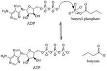 Butyrate kinase kegg