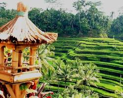 Image of Desa Ubud Bali