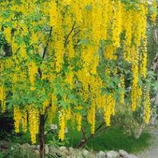 Image result for images laburnum in bloom