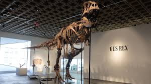 Gus the $50m T-rex breaks dinosaur fossil sale record at New York auction