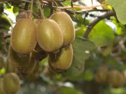 Resultado de imagen para imagenes de planta de kiwi