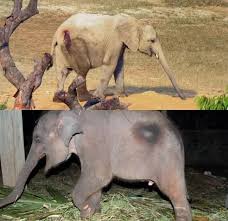 Start of elephants kidnappings again?