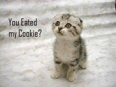 Funny Cute Kittens on Pinterest | Funny Kittens, Cute Dogs and ... via Relatably.com