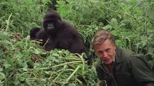 That moment when Attenborough met the gorillas