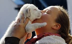 white lion cub - white-lion-cub-2