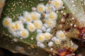 Résultat de recherche d'images pour "scale insects"