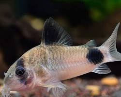 Gambar ikan Corydoras dasar akuarium