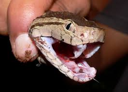 Hasil gambar untuk Bothrops Asper