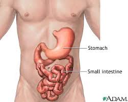 Image result for human stomach