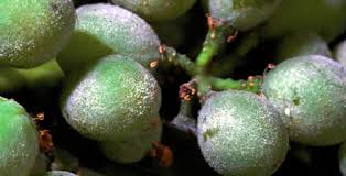 powdery mildew ile ilgili görsel sonucu